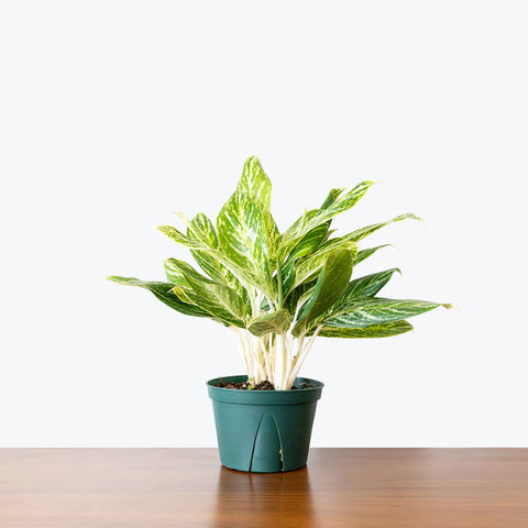 Aglaonema Commutatum - Golden Madonna