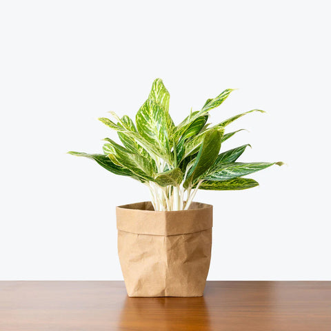 Aglaonema Commutatum - Golden Madonna