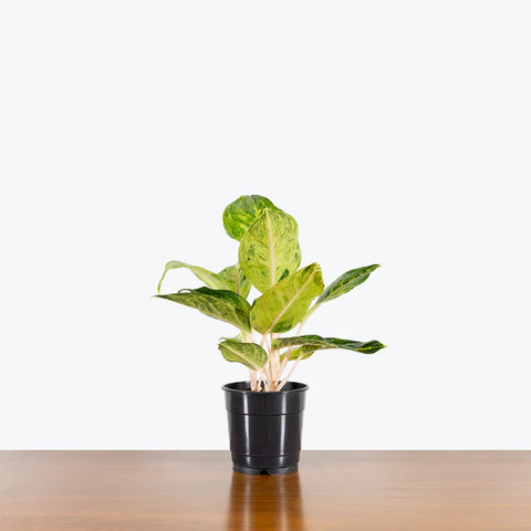 Aglaonema Commutatum - Green Papaya