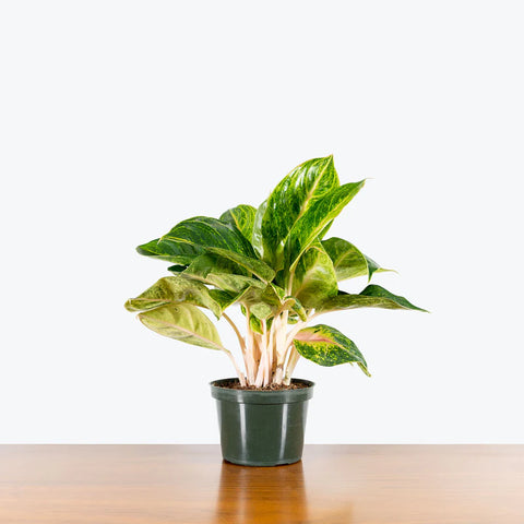 Aglaonema Commutatum - Green Papaya