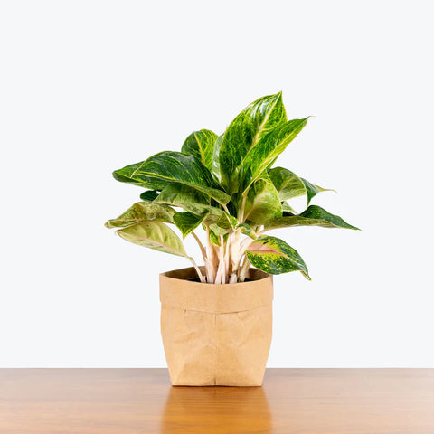 Aglaonema Commutatum - Green Papaya
