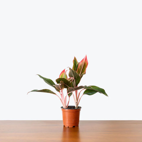 Aglaonema Siam Aurora