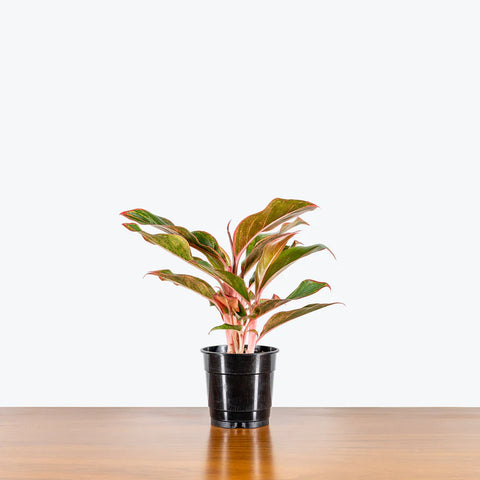 Aglaonema Siam Aurora