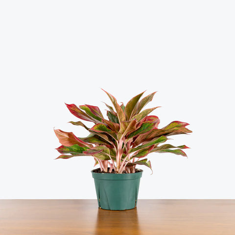 Aglaonema Siam Aurora