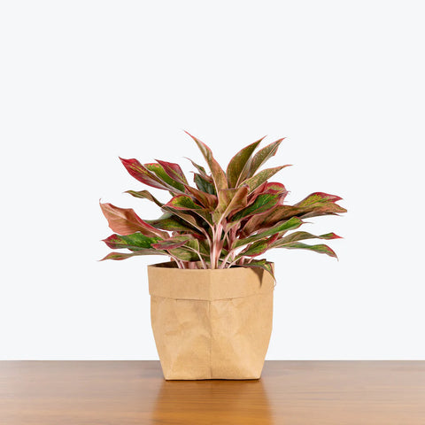 Aglaonema Siam Aurora