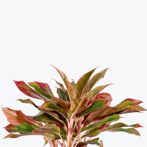 Aglaonema Siam Aurora