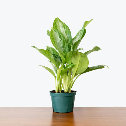 Aglaonema Commutatum - Silver Bay