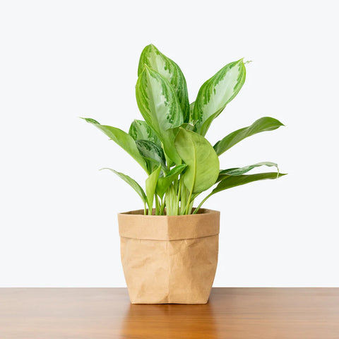 Aglaonema Commutatum - Silver Bay