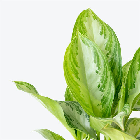 Aglaonema Commutatum - Silver Bay