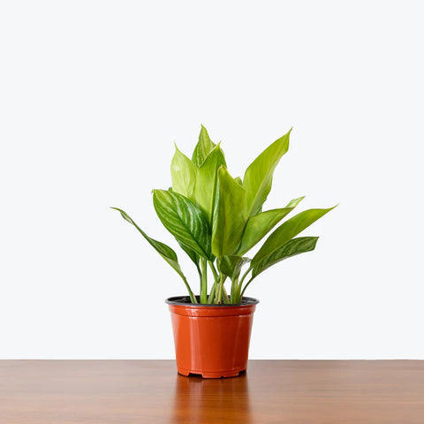 Aglaonema Stripes