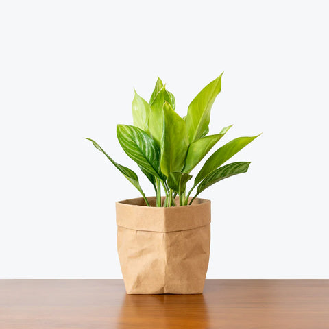 Aglaonema Stripes