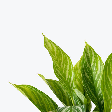 Aglaonema Stripes