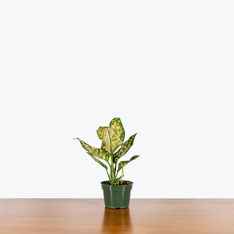 Aglaonema Commutatum - Valentine