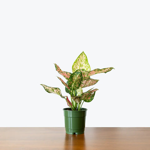 Aglaonema Commutatum - Valentine