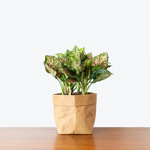 Aglaonema Commutatum - Valentine