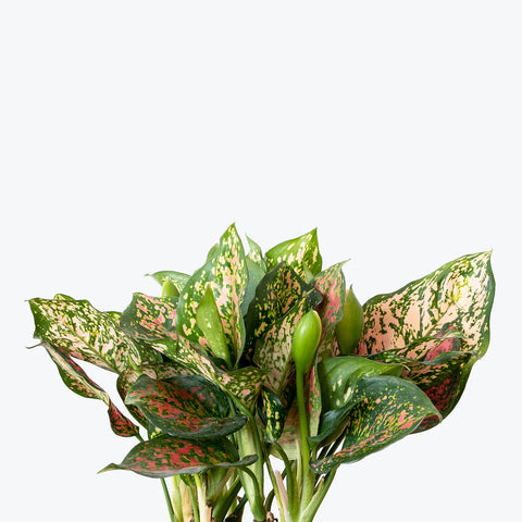 Aglaonema Commutatum - Valentine
