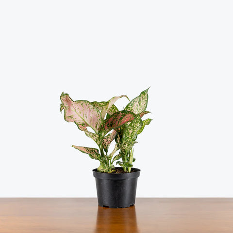 Aglaonema Commutatum - Valentine