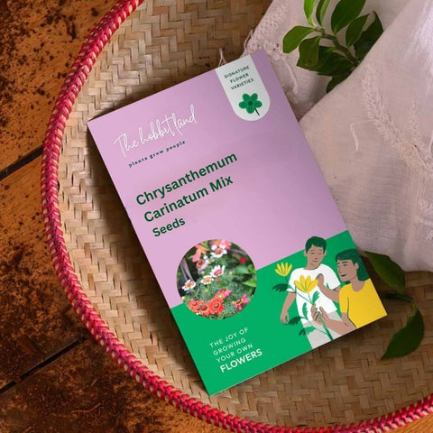 Chrysanthemum Carinatum - Mix