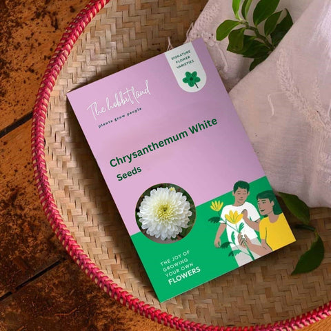 Chrysanthemum White