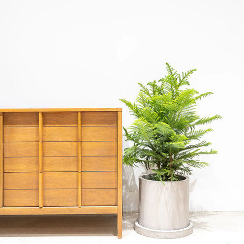 Norfolk Pine