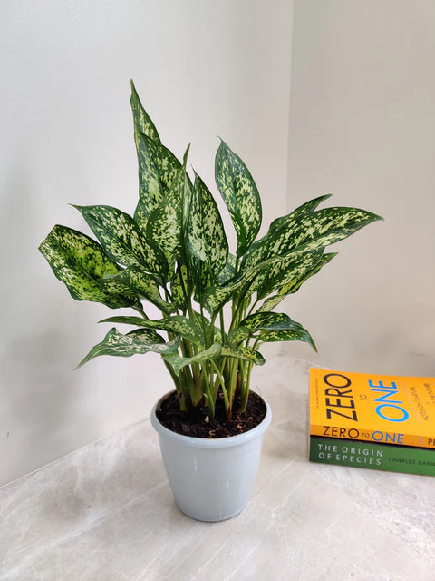 Aglaonema Snow White