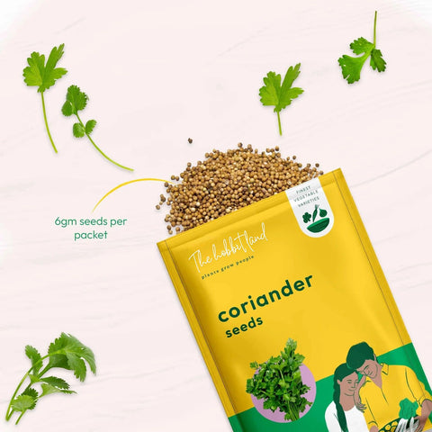 Coriander