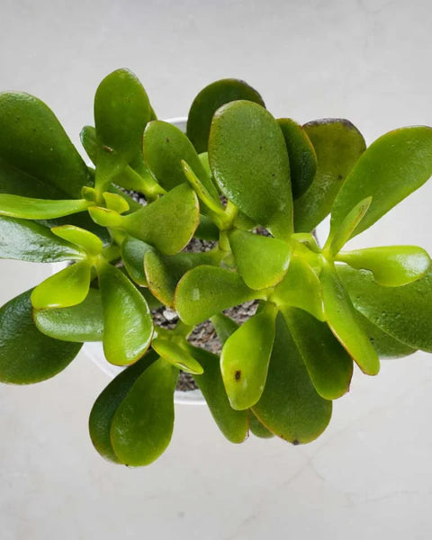 Crassula Ovata