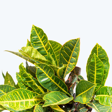 Croton Petra