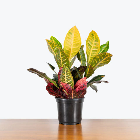 Croton Petra