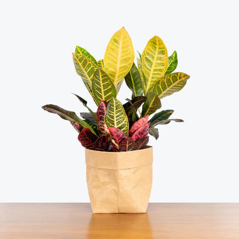 Croton Petra