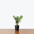 Calathea Burle Marxi