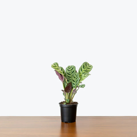 Calathea Burle Marxi
