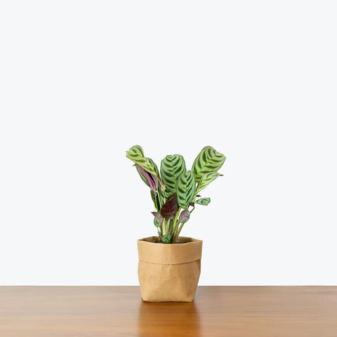 Calathea Burle Marxi
