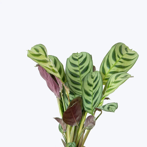 Calathea Burle Marxi