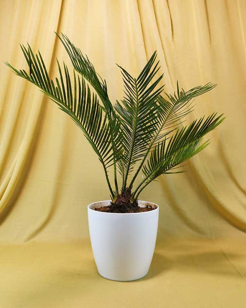 King Sago Palm
