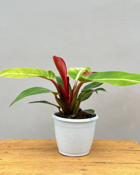 Philodendron Prince of Orange