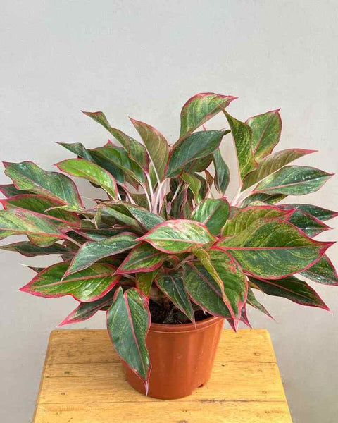Aglaonema Siam Aurora