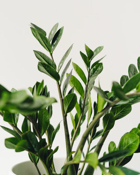 Zamioculcas Zamiifolia (ZZ Plant)