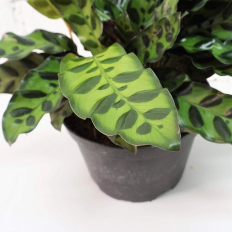 Calathea Rattlesnake