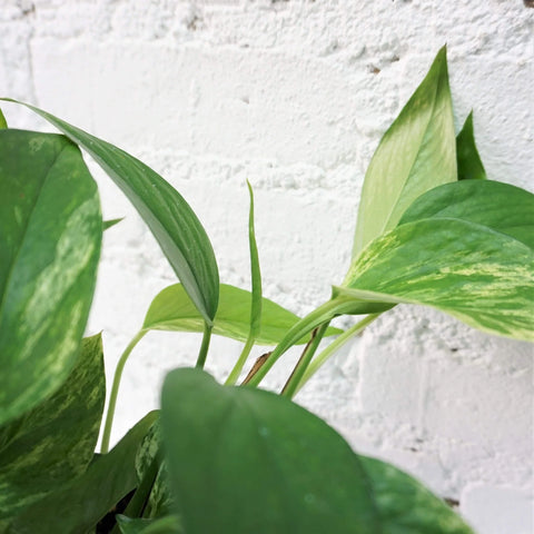 Money Plant Marble