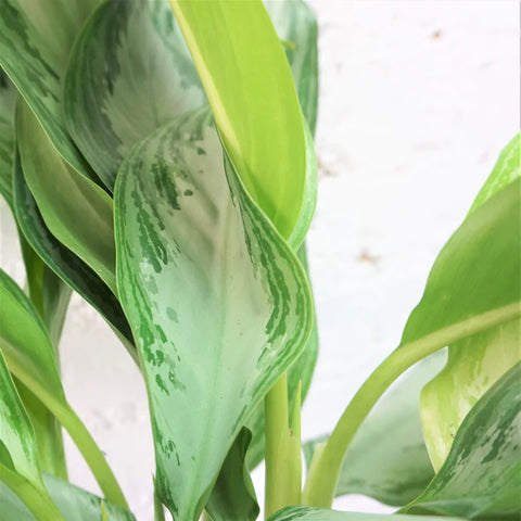 Aglaonema Commutatum - Silver Bay