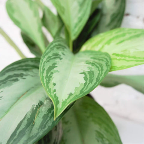 Aglaonema Commutatum - Silver Bay