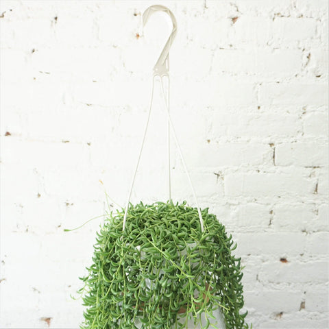 String of Bananas XL