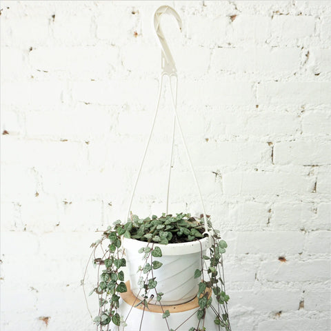 String of Hearts