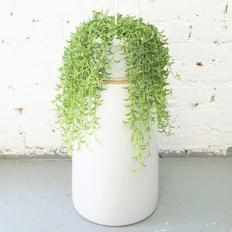 String of Bananas XL