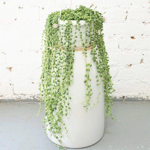 String of Pearls XL