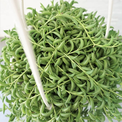 String of Bananas XL
