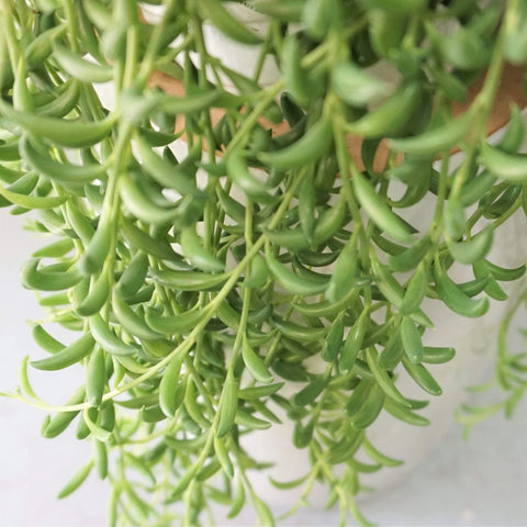 String of Bananas XL