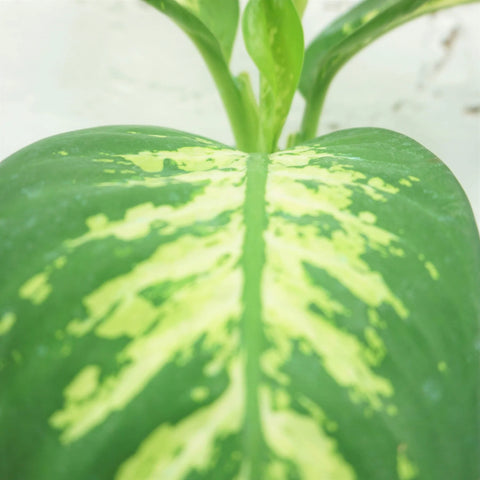 Dieffenbachia Tropic Snow