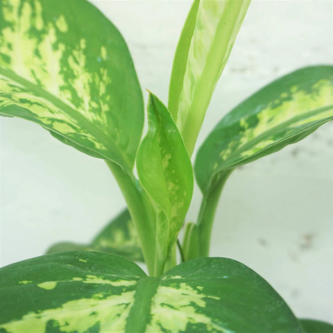 Dieffenbachia Tropic Snow